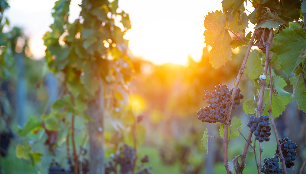 Image pour la rubrique Gestion Locative